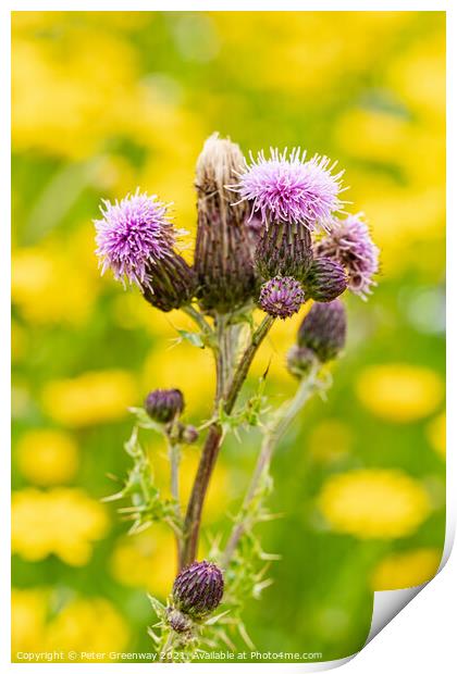 Scottish Thistle Against A Sea Of Dandelions Print by Peter Greenway