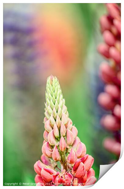 'Gallery Pink' Lupins In A Flower Border At Rousha Print by Peter Greenway