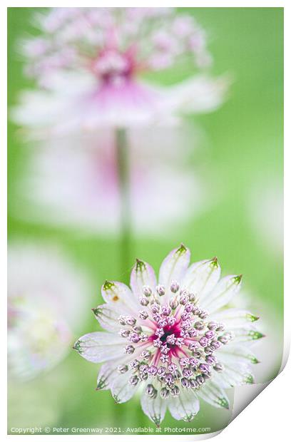 Clumps Of Great Masterwort Flowers At Hidcote Manor & Gardens Print by Peter Greenway