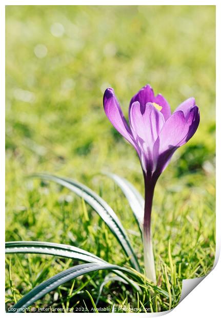Purple Spring Crocus In Full Bloom Print by Peter Greenway