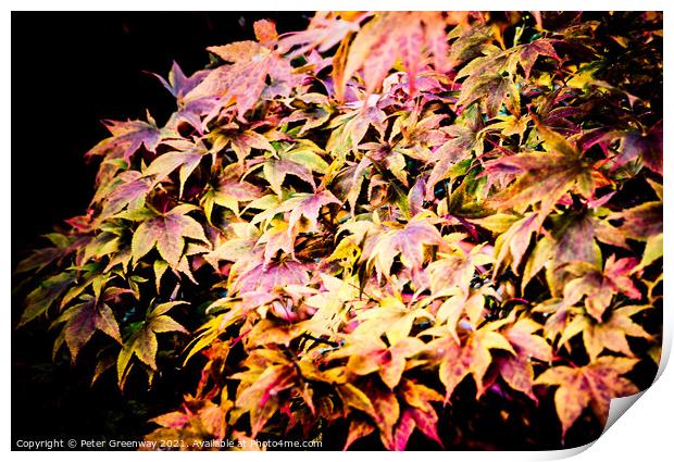 Autumnal Colourful Acer Leaves At Powys Castle Print by Peter Greenway