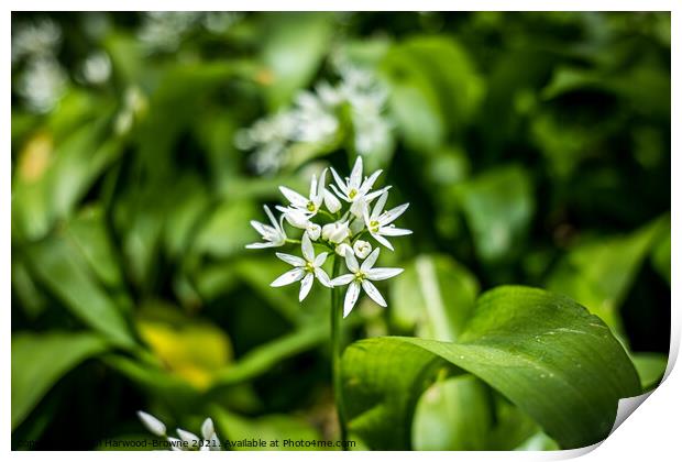 Wild Garlic Print by Paul Harwood-Browne