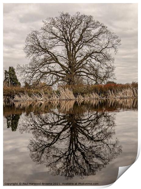 Reflections Print by Paul Harwood-Browne