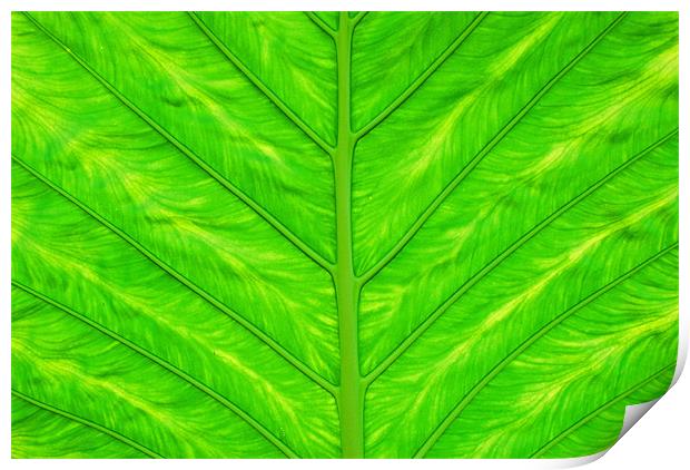 Leaf Print by Gö Vān