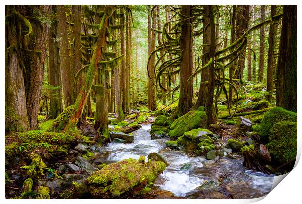Old Forest and Stream Print by Chuck Koonce