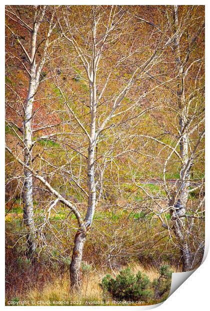 Three Birch Trees Print by Chuck Koonce