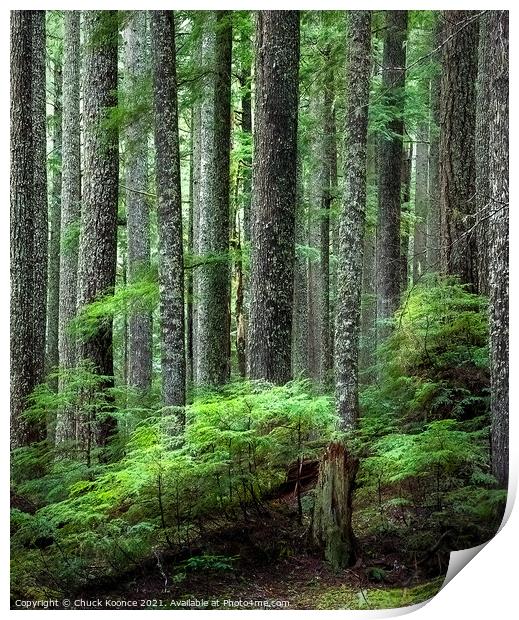 Deep in the forest Print by Chuck Koonce