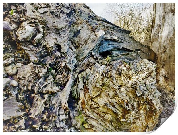 Fallen tree Print by mike kearns