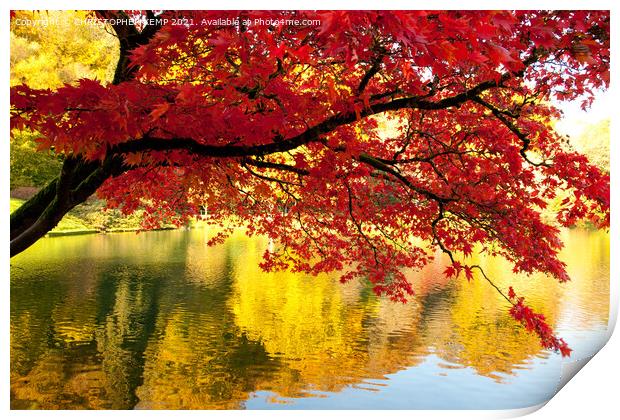 Autumn red maple reflected in mirror lake Print by CHRISTOPHER KEMP