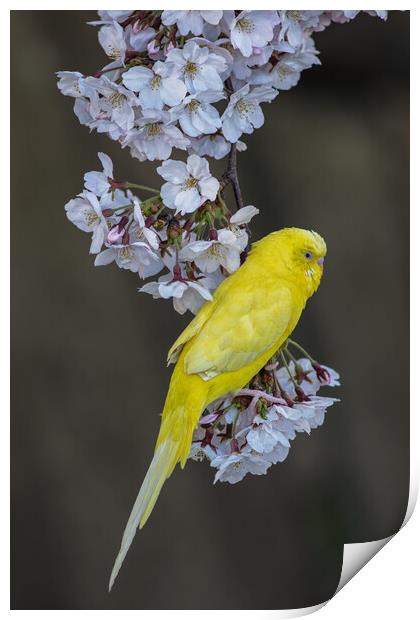 Yellow Canary on the Cherry blossom tree Print by Mirko Kuzmanovic