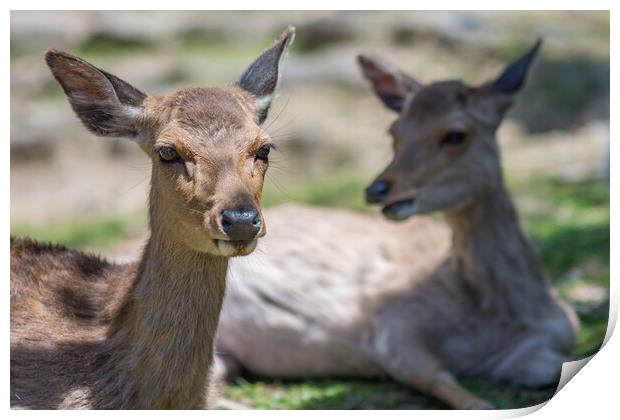 Cute Deer in Nara Deer Park in Nara, Japan Print by Mirko Kuzmanovic
