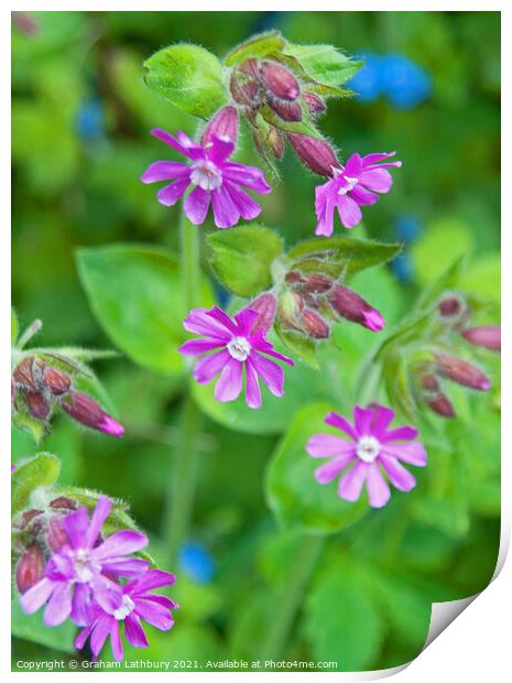 Purple long-stalked crane's-bill (Geranium Columbi Print by Graham Lathbury