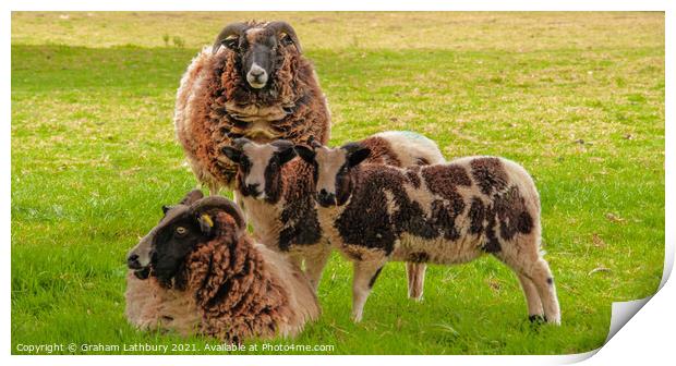 Jacob Sheep Family Print by Graham Lathbury