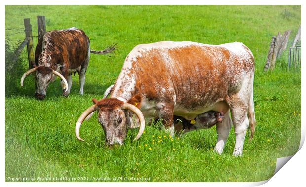 English Longhorn Cows Print by Graham Lathbury