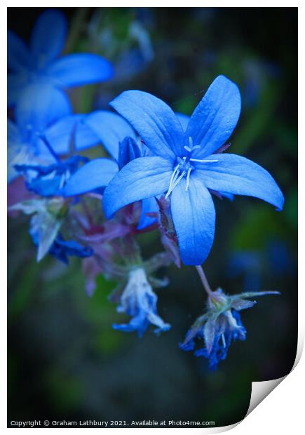 Blue Star Flower Print by Graham Lathbury