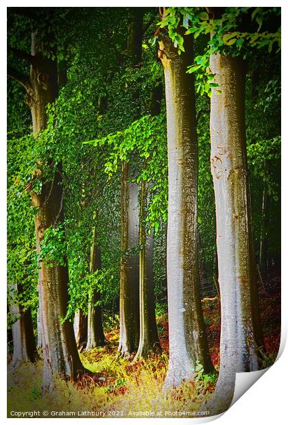 Cotswolds Trees Print by Graham Lathbury