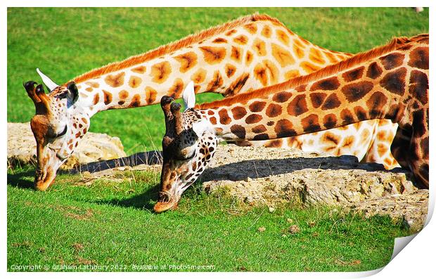 Pair of Giraffes Print by Graham Lathbury