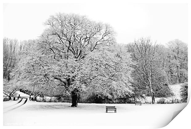 Winter Tree Print by Graham Lathbury