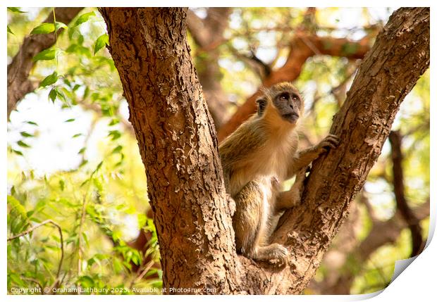 Green Monkey Print by Graham Lathbury