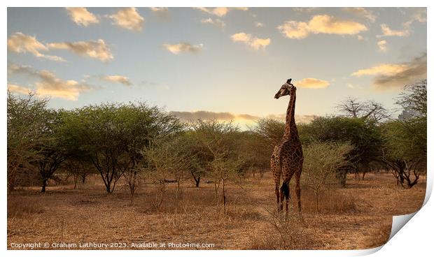 Giraffe - Senegal Print by Graham Lathbury