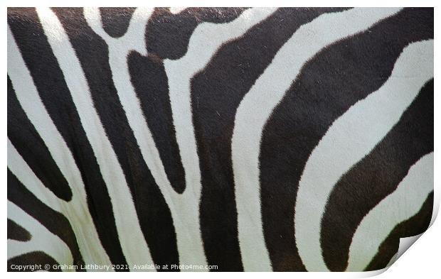 Zebra Skin Print by Graham Lathbury