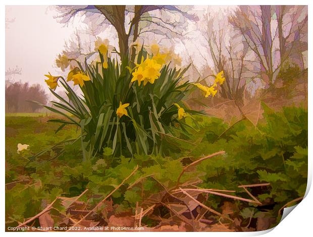 yellow daffodils in a woodland Print by Stuart Chard