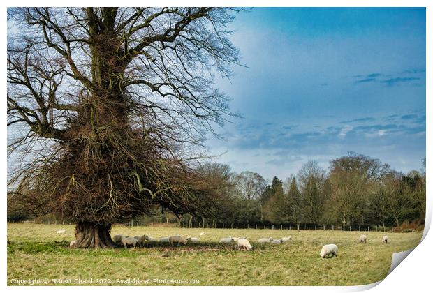 Grazing Sheep in the English Countryside Print by Stuart Chard