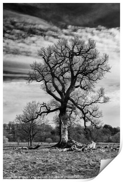 Black and white tree Print by Stuart Chard