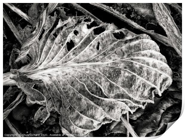 fallen Autumn Leaf  Print by Stuart Chard
