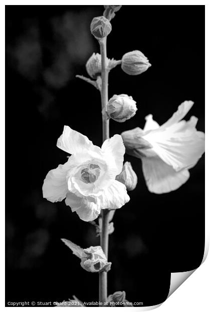 Rose Mallow or Hollyhock flowers Print by Stuart Chard