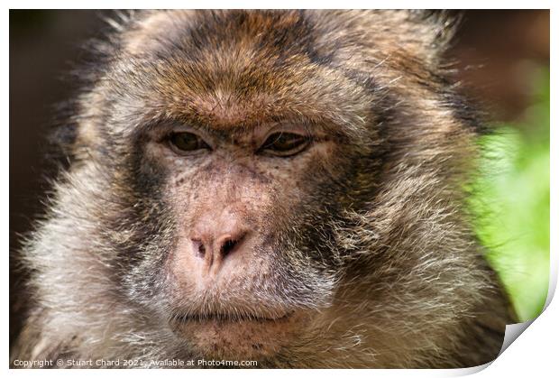 Monkey contemplating life Print by Stuart Chard