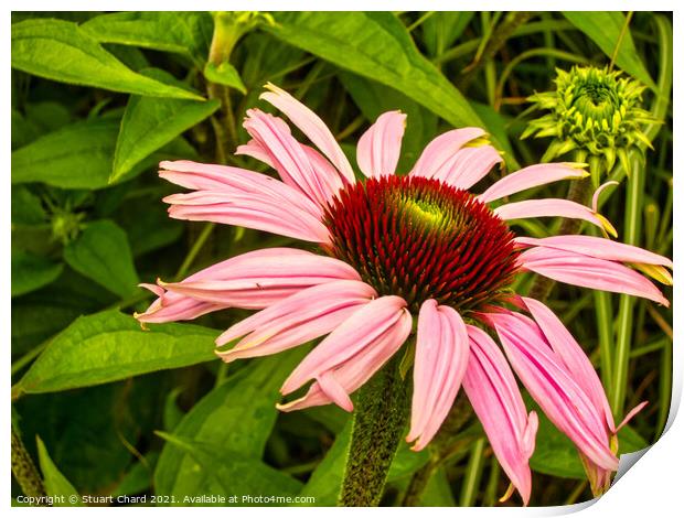 Echinacea or cone flower Print by Stuart Chard