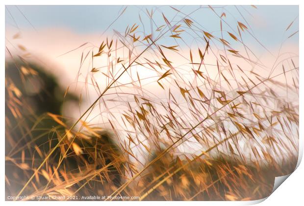Wild grasses on the shoreline  Print by Stuart Chard