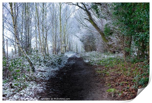 Forest path in winter Print by Stuart Chard