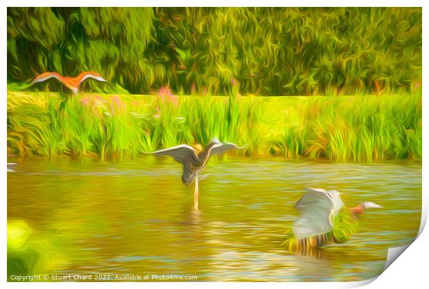 Ducks on the water Print by Stuart Chard