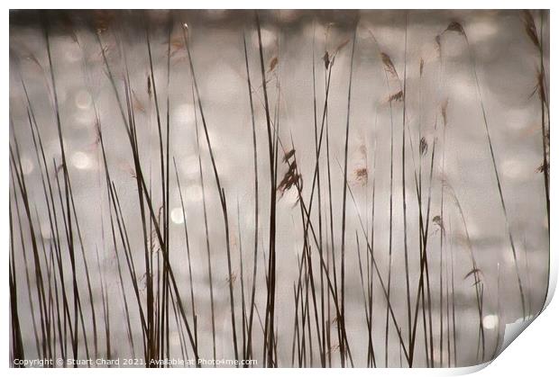 In the reeds Print by Stuart Chard