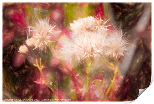 Soft thistle head artwork Print by Stuart Chard