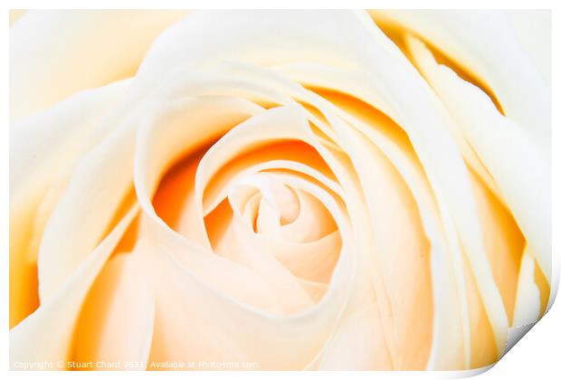 Close up shot of a beautiful pastel rose Print by Stuart Chard
