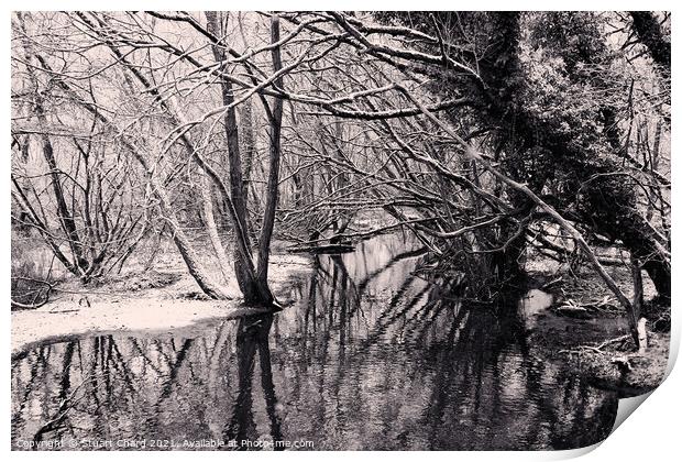 Winter trees in water Print by Stuart Chard
