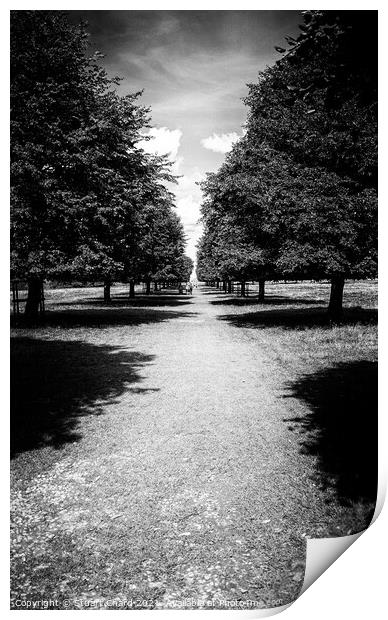 Tree lined pathway Print by Stuart Chard