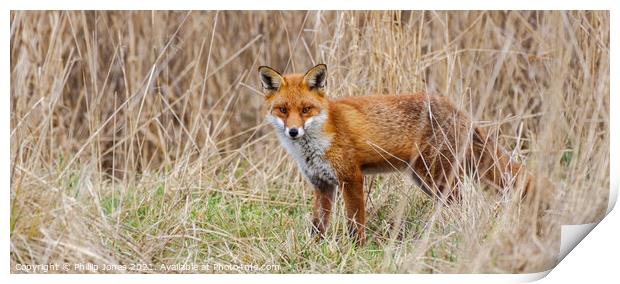 Fox watching me watching him Print by Phillip Jones