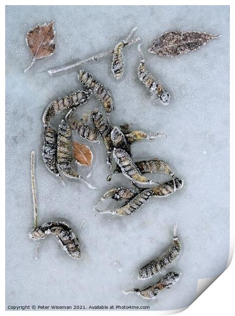 Frosted seed pods and leaves on a frosty surface. Print by Peter Wiseman