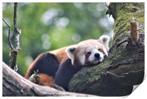 A red panda resting on a branch  Print by Peter Wiseman