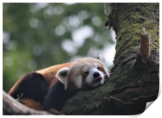 Red panda resting. Print by Peter Wiseman