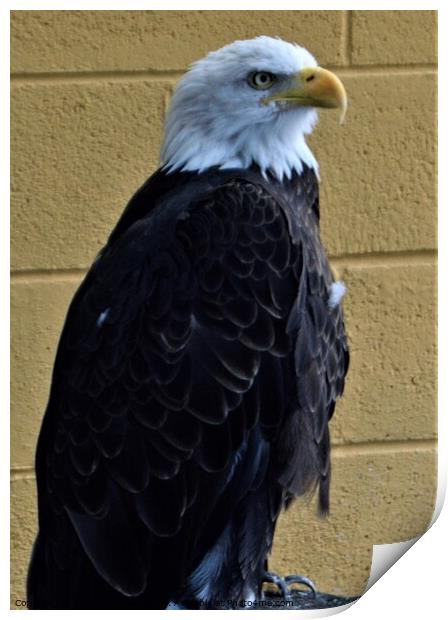 American bald eagle Print by Peter Wiseman