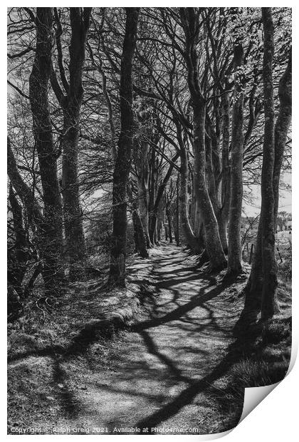 The Avenue of trees Print by Ralph Greig