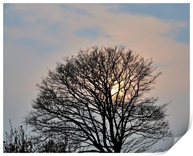 Sunset in the tree Print by Roy Hinchliffe