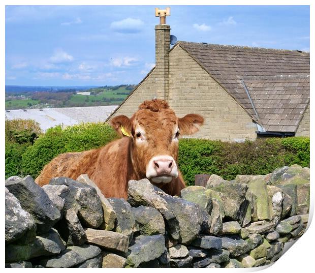 Curious cow Print by Roy Hinchliffe