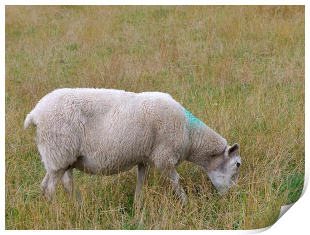A sheep grazing Print by Roy Hinchliffe