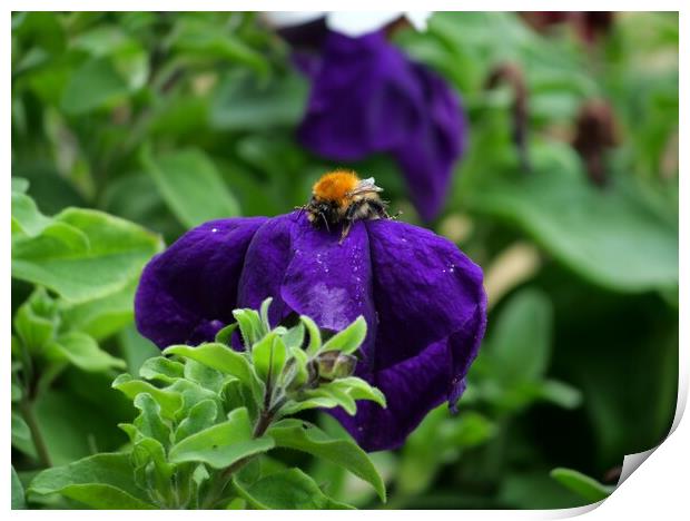 Bee in purple pansy Print by Roy Hinchliffe
